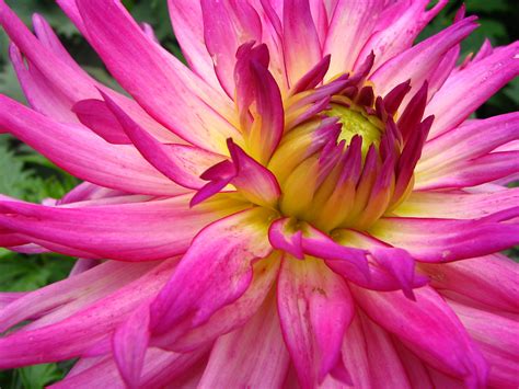 Fichier:Unidentified Pink Flower Closeup 2048px.jpg — Wikipédia