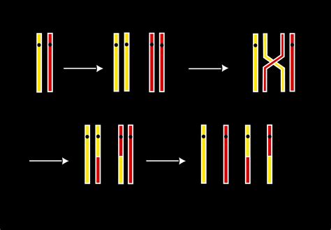 4 Types of Chromosome Mutations -Evolution and Genetics