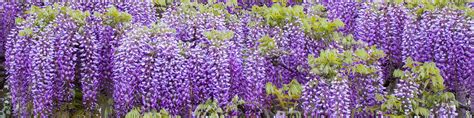 Wisteria Growing Guides, Tips, and Info | Gardener's Path