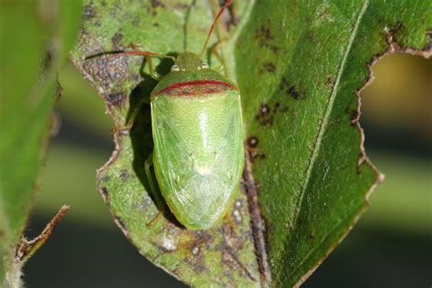 Entomologists sniff out new stink bug to help soybean farmers control damage | AgriLife Today