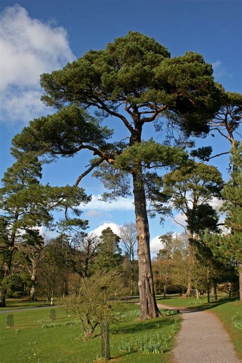 Cedar tree stock image. Image of grass, leaves, branch - 14558369