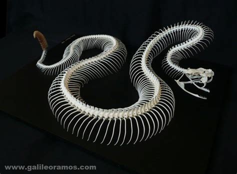 Pin by M. Sauvage on Snake | Animal skeletons, Anatomy bones, Skull ...