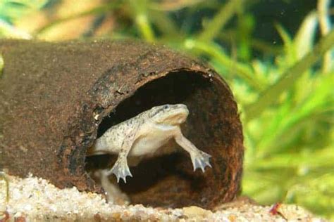 African Dwarf Frogs – Detailed Guide: Care, Diet, and Breeding - Shrimp and Snail Breeder