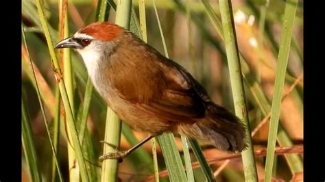 Chestnut-capped Babbler | Bird | Bird Watching | Wildlife | Wildlife Photography | Imphal ...