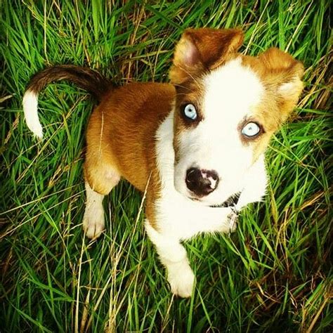 Cai Welsh Sheepdog Puppy Welsh Sheepdog, Sheep Dog Puppy, Herding Dogs, Canis, Border Collie ...