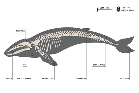 Baleen Whale Anatomy - Calm Water = Calm Whales, and the Reverse is True Too ... - Baleen whales ...