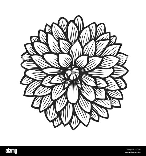 Hand drawn Dahlia, flower floral engraving vector illustration. Black flower on white Stock ...