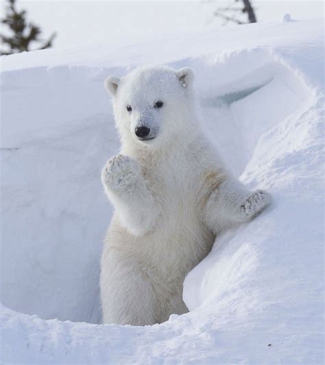 Animals - Comunidad - Google+ | Osos polares bebés, Fotos de animales tiernos, Osos polares