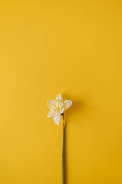 Premium Photo | One yellow narcissus flower on yellow