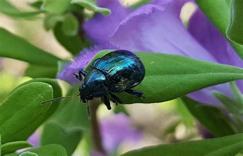 Blue Milkweed Beetle: Identification, Life Cycle, Facts & Pictures