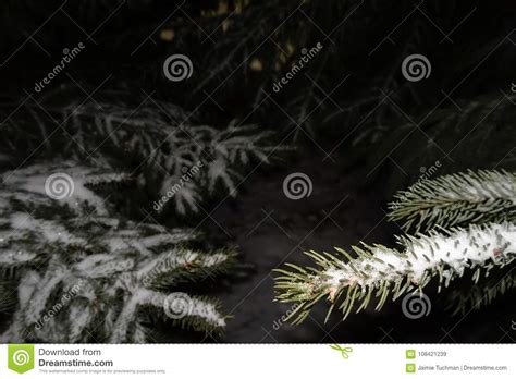 Snow on pine trees stock image. Image of background - 108421239