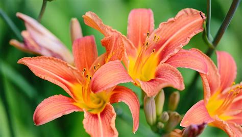 Guide to Growing Daylilies - Rosedale Nurseries