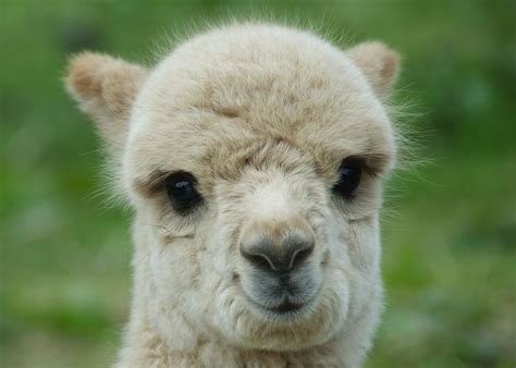 Baby Llamas Smiling