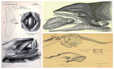 Baleen Whale Anatomy - Calm Water = Calm Whales, and the Reverse is True Too ... - Baleen whales ...