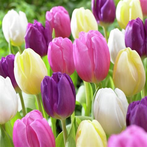 Shop 15-Count Tulip Bulbs at Lowes.com