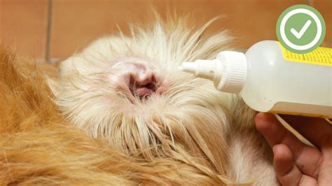 How To Clean A Dog's Ears With Infection at Robert Laird blog