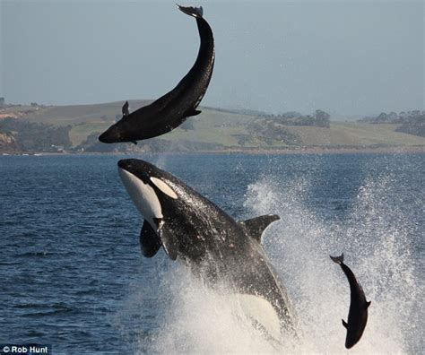 Orca the dolphin killer: Families see astonishing attack as they enjoy ...