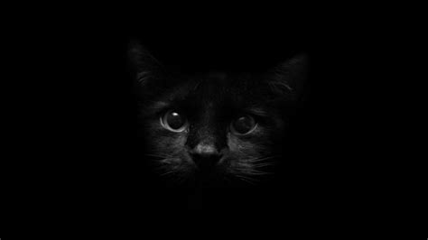 30 Beautiful Black Wallpapers for your Desktop Mobile and Tablet - HD | Black cat images, Cat ...