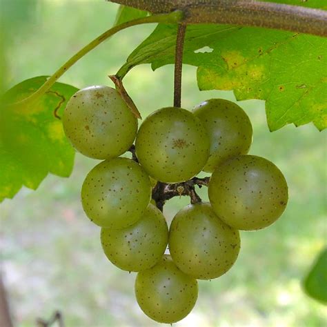 Carlos Muscadine Grape Vine For Sale - 1-2ft Bareroot