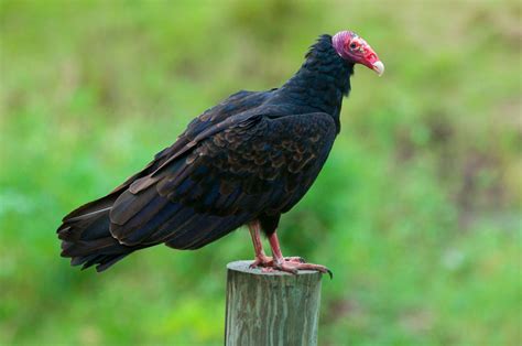 Turkey vulture | Wingspan, Range, & Facts | Britannica