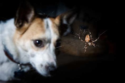 5 Ways to Deal With a Spider Bite on a Dog – Top Dog Tips