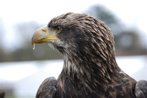 Eagle,close-up,beak,portrait,eye - free image from needpix.com