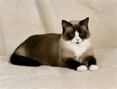 Snowshoe Siamese - Information Regarding The Snowshoe Cat | Siamese Cats And Kittens