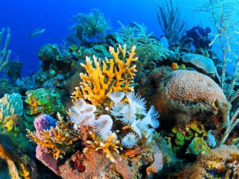 Cuba's Coral Reef: The Best We've Never Seen : TravelChannel.com ...