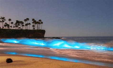 Bioluminescent Waves at Newport Beach - gracefkim