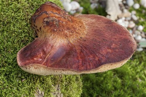 Tree Fungus Identification - Gardenerdy