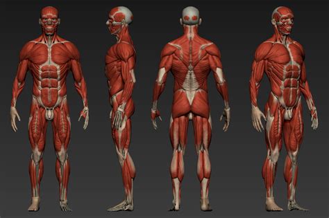 Human Anatomy Reference Poses - Anatomy Faestock | Bodenewasurk