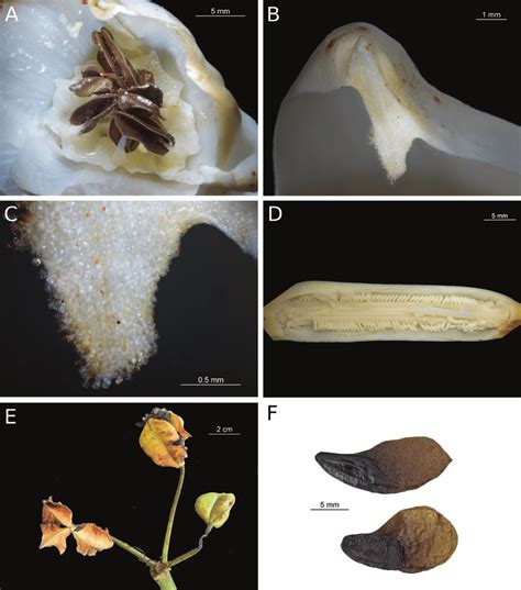 Pamianthe ecollis. A Androecium, with staminal cup B Tip of outer... | Download Scientific Diagram