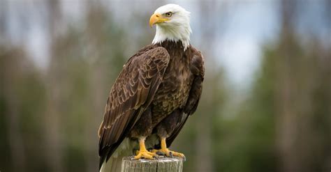 10 Essential Facts About Eagles - A-Z Animals