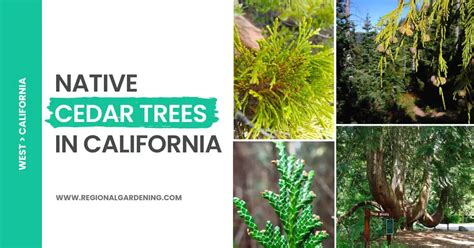 4 Types Of Cedar Trees In California (Pictures & Identification) - Regional Gardening