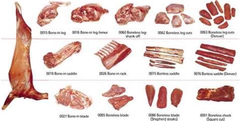 Venison Butcher Diagram