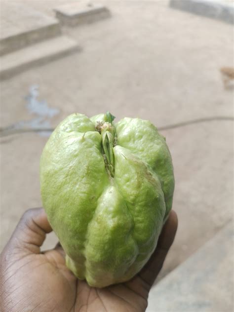 Chayote squash - Farmers Market Kenya