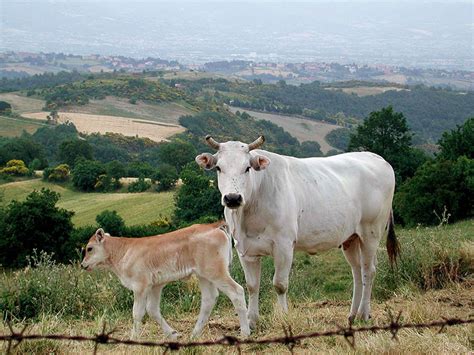 Chianina Cattle | Oklahoma State University