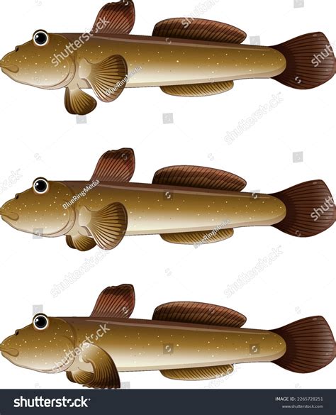 Mudskipper Cartoon On White Background Illustration Stock Vector ...