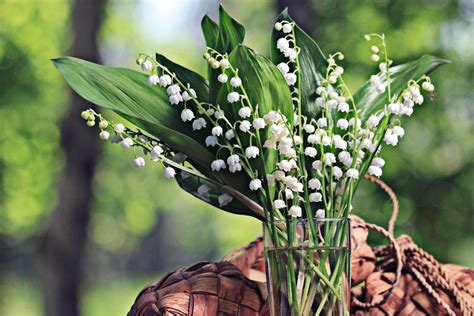 Symbolism of Maiglöckchen, Lily of the Valley in German | A German Girl in America