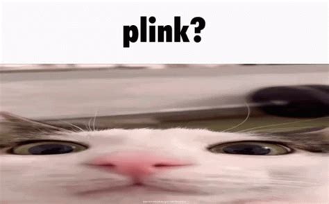 Plink Cat GIF - Plink Cat Meme - Discover & Share GIFs