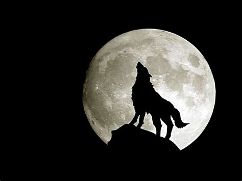 wolf under full moon wallpaper #Animal #Wolf #Dark #Howling #Moon #720P #wallpaper #hdwallpaper ...