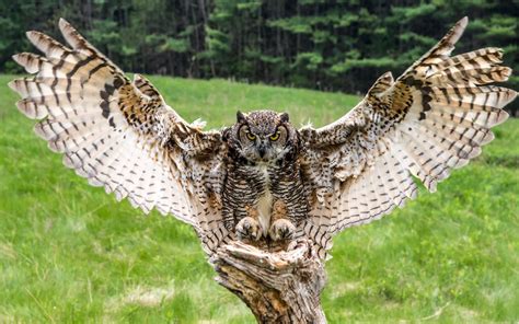 Great Horned Owl Wallpapers - Wallpaper Cave