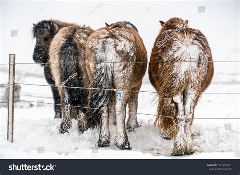 Icelandic Horses Icelandic Horse Breed Horse Stock Photo 1972209611 | Shutterstock