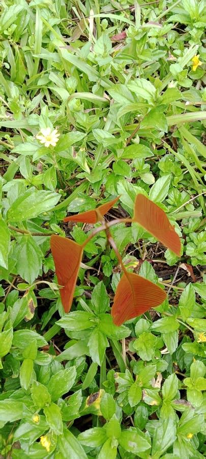 Mango Fruit Tree Seeds Grow among the Grass Top View Stock Photo - Image of nature, mango: 284387796