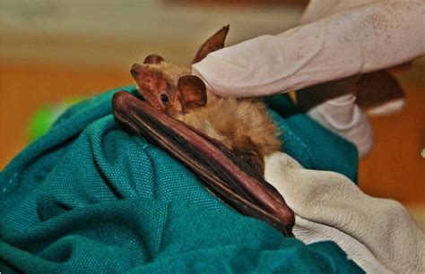 A male Myotis myotis specimen from Kırıkkale province | Download ...