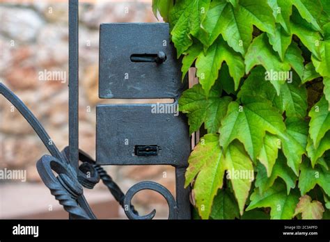 Green leaves of a climbing plant of wild grapes around a black metal door, a wicket fence ...