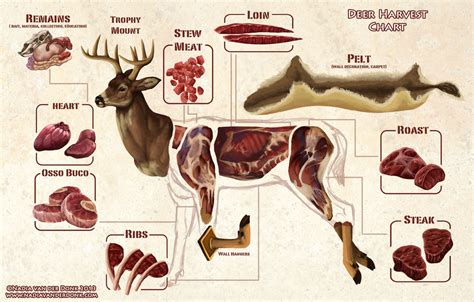 Best Cuts of Venison Guide