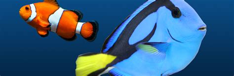 How To Care For The Fish of Finding Nemo and Finding Dory - Bulk Reef Supply