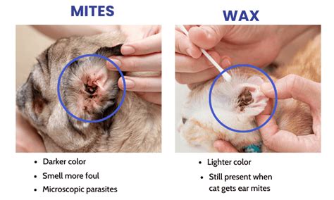 Dog Ear Mites Vs Yeast Infection