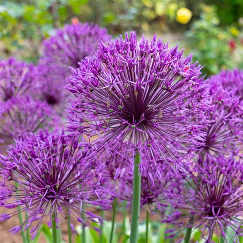 Allium- Purple Rain (Bulb) | The Seed Collection